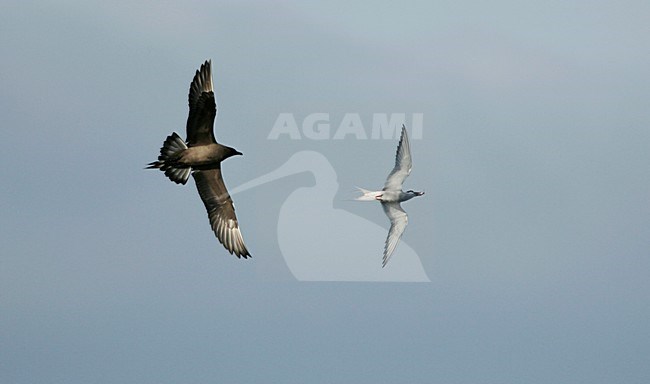 Kleine Jager jagend op Noordse Stern; Parasitic Jaeger chasing Arctic Tern stock-image by Agami/Menno van Duijn,