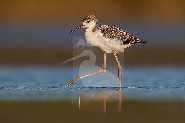 Juvenile Black-winged Stilt (Himantopus himantopus) in Italy. stock-image by Agami/Daniele Occhiato,