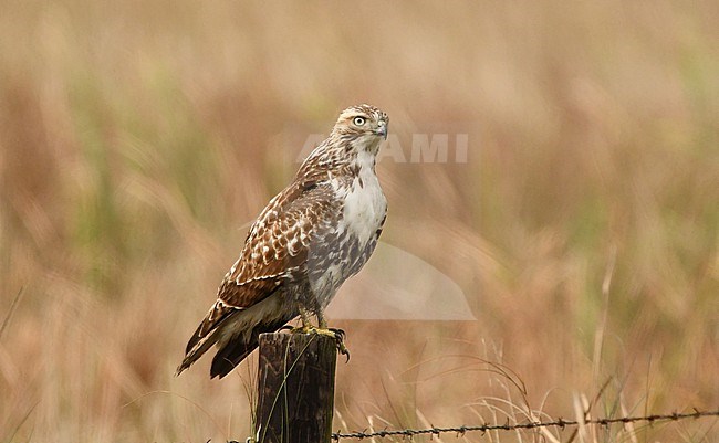 Buteo jamaicensis stock-image by Agami/Eduard Sangster,