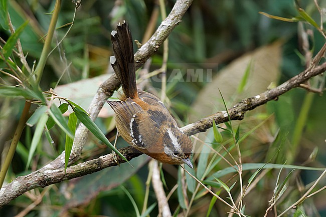 Bertoni's Antbird (Drymophila rubricollis) female perched on a branch in a bamboo patch in the Atlantic Forest of Brazil stock-image by Agami/Andy & Gill Swash ,