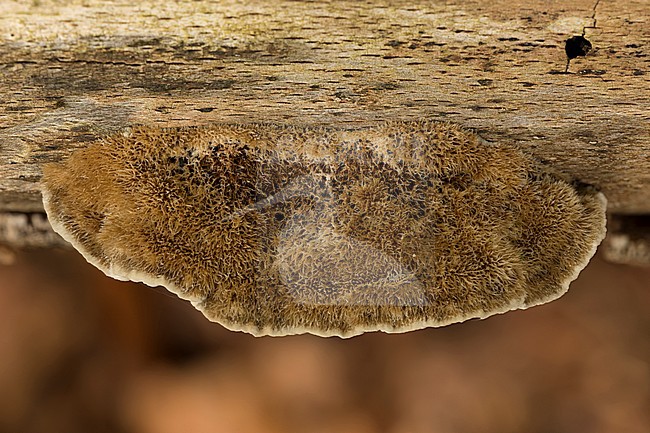 bleke borstelkurkzwam; Coriolopsis trogii stock-image by Agami/Walter Soestbergen,