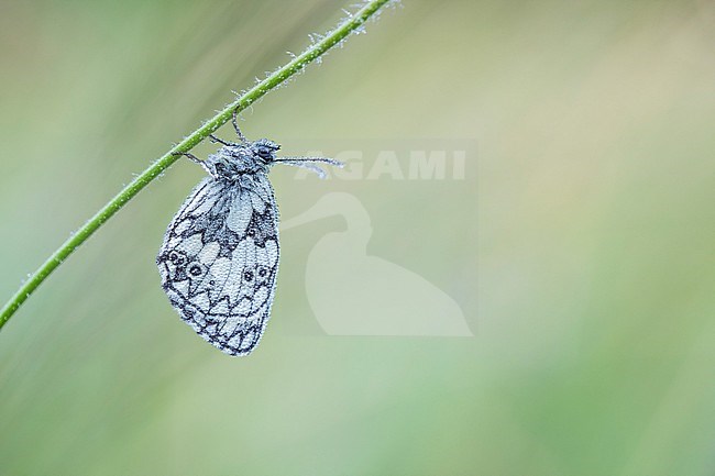 Marbled White, Melanargia galathea stock-image by Agami/Wil Leurs,