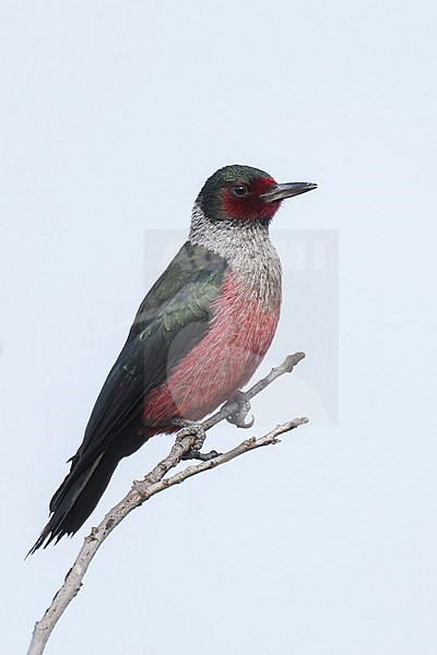Adult
Los Angeles Co., CA
November 2021 stock-image by Agami/Brian E Small,