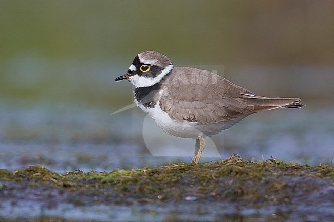 Little Ringed Plover (Charadius dubius), side view of an adult standing on the ground, Campania, Italy stock-image by Agami/Saverio Gatto,