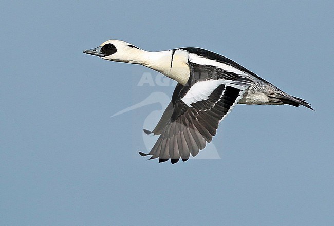 Drake Smew (Mergellus albellus). Adult male in flight, seen from the side, showing upper wing. stock-image by Agami/Fred Visscher,