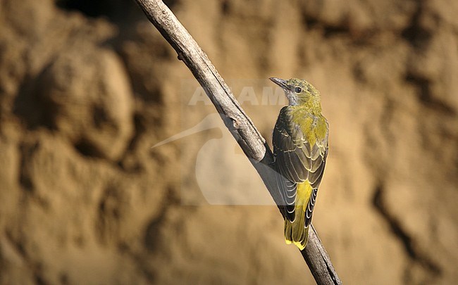 Juvenile Eurasian Golden Oriole (Oriolus oriolus) perched on a vertical branch near Debrecen in Hungary. stock-image by Agami/Helge Sorensen,