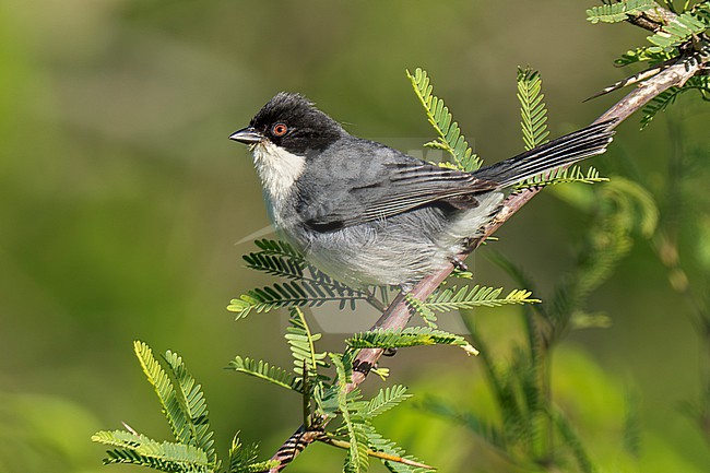Black-capped Warbling Finch (Microspingus melanoleucus) stock-image by Agami/Andy & Gill Swash ,