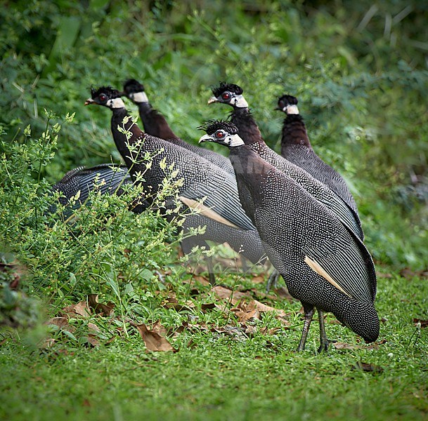 Southern Crested Guineafowl (Guttera edouardi) flock walking in South Africa stock-image by Agami/Tomas Grim,