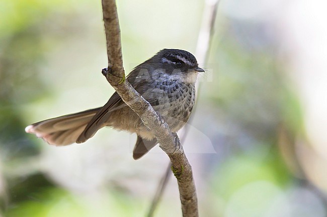 New Caledonia Streaked Fantail (Rhipidura verreauxi verreauxi) perched on a branch in New Caledonia. stock-image by Agami/Dubi Shapiro,