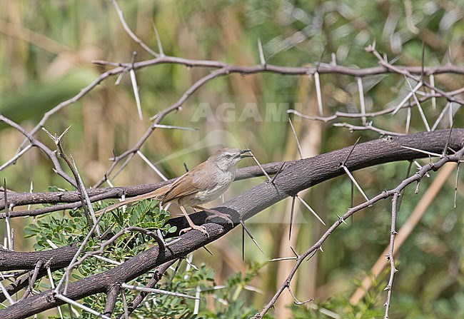 Namaqua Warbler (Phragmacia substriata) in South Africa. stock-image by Agami/Pete Morris,