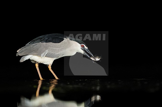 Kwak vangt vis; Black-crowned Night Heron catching fish stock-image by Agami/Marc Guyt,