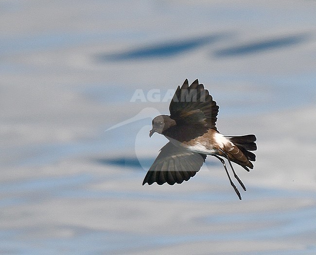 Elliot’s Storm Petrel (Oceanites gracilis) in flight over the Pacific Ocean off the Galapagos Islands. stock-image by Agami/Laurens Steijn,