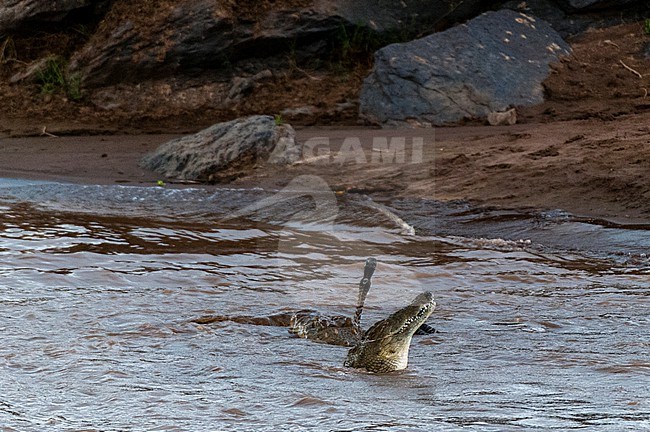 A Nile crocodile, Crocodilus niloticus, eating a zebra. Mara River, Masai Mara National Reserve, Kenya. stock-image by Agami/Sergio Pitamitz,
