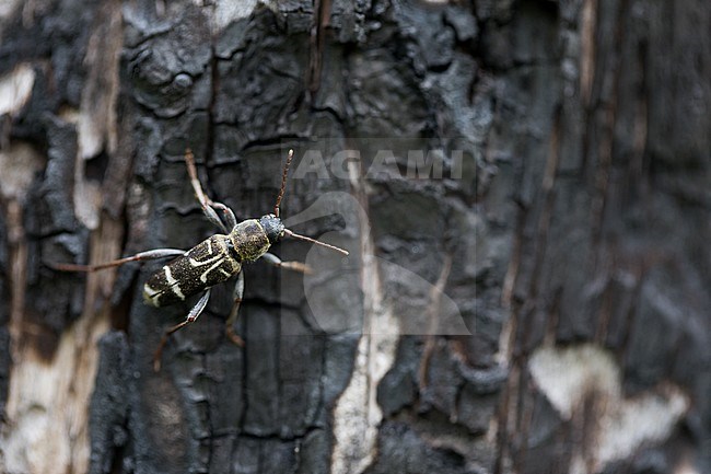 Xylotrechus ibex, Russia (Baikal), imago stock-image by Agami/Ralph Martin,