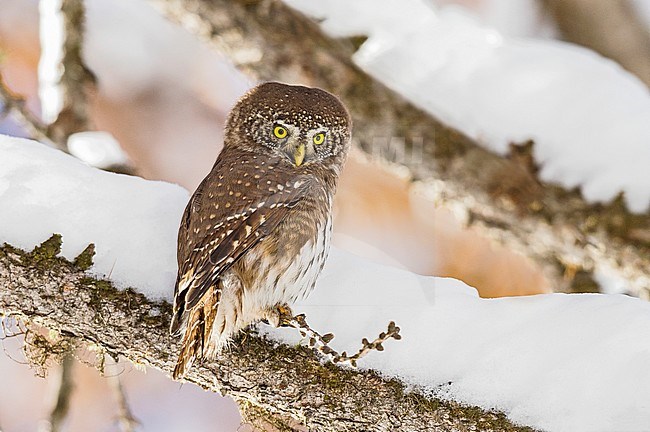 Eurasian Pygmy Owl, Dwerguil, Glaucidium passerinum stock-image by Agami/Alain Ghignone,