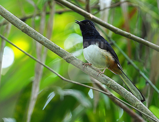 Singing male Andaman shama (Copsychus albiventris) on the Andaman islands off India. stock-image by Agami/James Eaton,