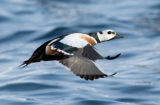 Stellers Eider; Steller's Eider; Polysticta stelleri stock-image by Agami/Hugh Harrop,