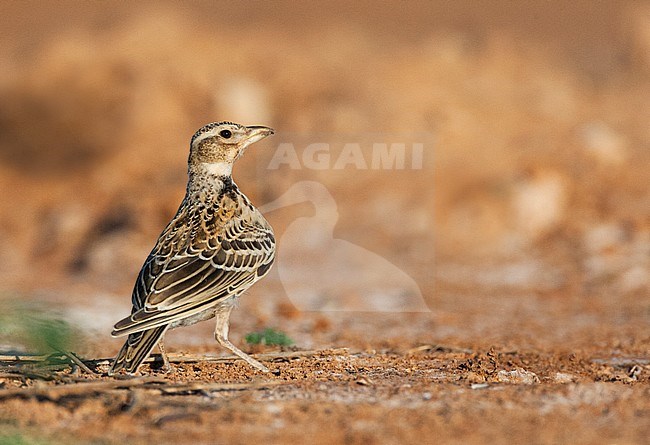 Immature Calandra Lark (Melanocorypha calandra calandra) standing in the Spanish steppes stock-image by Agami/Marc Guyt,