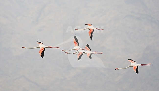Flamingo vliegend; Greater Flamingo 

flying stock-image by Agami/Markus Varesvuo,