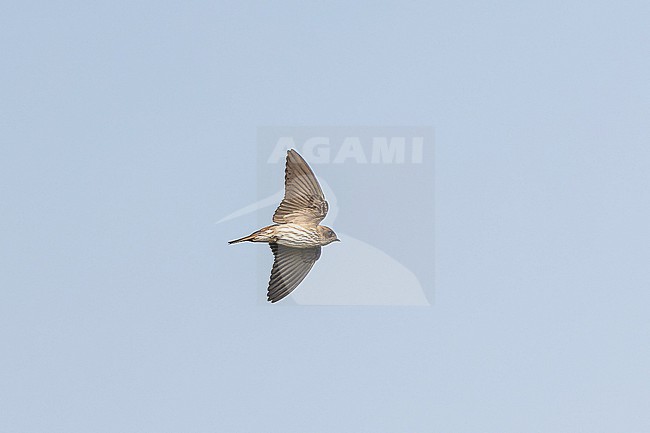 Brazza's Martin (Phedinopsis brazzae) in Angola. stock-image by Agami/Pete Morris,
