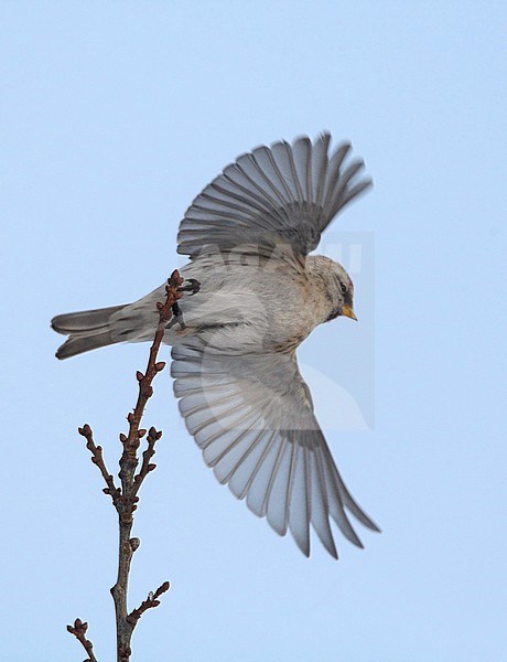 Common Redpoll (Acanthis flammea flammea) wintering at Helsingør in Denmark. Taking off from a small twig. stock-image by Agami/Helge Sorensen,