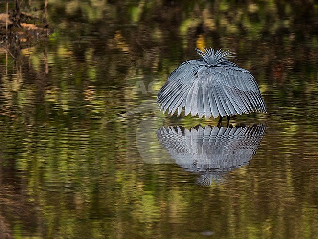 Black Heron, Egretta ardesiaca. Hunting like an umbrella. Vissend als een paraplu. Mangrove in Gambia. stock-image by Agami/Hans Germeraad,