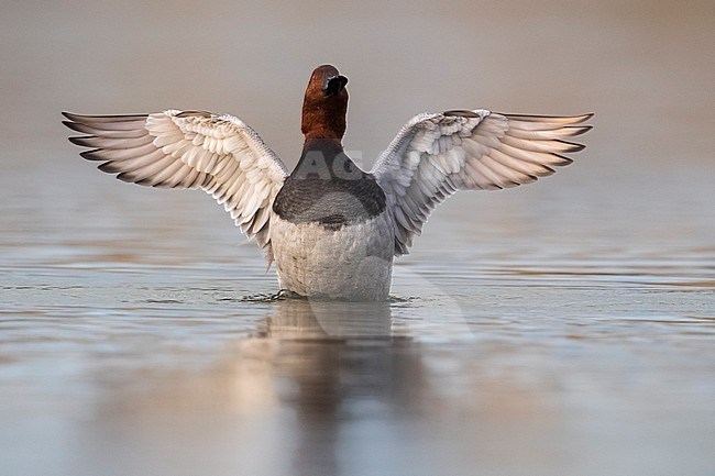 Mannetje Tafeleend; Male Common Pochard stock-image by Agami/Daniele Occhiato,