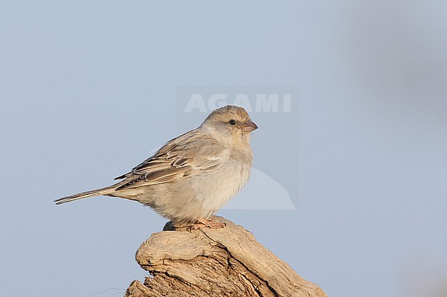 Adult female Saxaul Sparrow (Passer ammodendri) of the subspecies stoliczkae perching on a trunk stock-image by Agami/Mathias Putze,