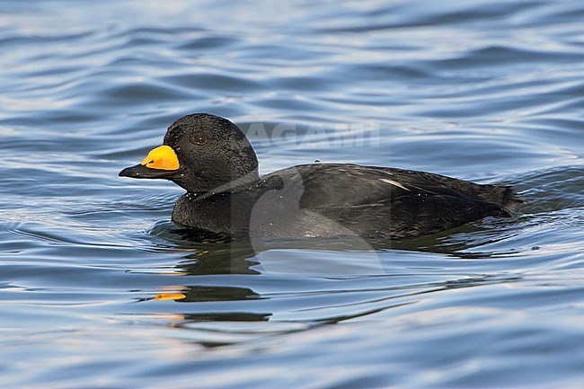 Black Scoter (Melanitta americana) swimming offshore near Qualicum, BC, Canada. stock-image by Agami/Glenn Bartley,