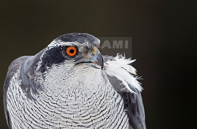 Northern Goshawk (Accipiter gentilis) plugging a Willow Grouse (Lagopus lagopus) near Liminka in Finland. stock-image by Agami/Markus Varesvuo,