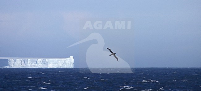 Roetkopalbatros vliegend boven de oceaan, Light-mantled Sooty Albatross flying above the ocean stock-image by Agami/Marc Guyt,