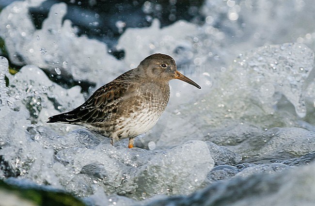 2nd cy Purple Sandpiper (Calidris maritima) along the Wadden sea coast in Germany. Standing in the surf of the North Sea. stock-image by Agami/Ralph Martin,