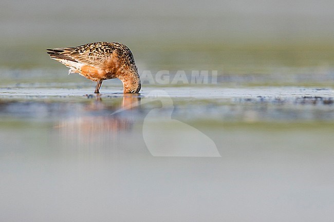 Curlew Sandpiper - Sichelstrandläufer - Calidris ferruginea, Germany, adult breeding plumage stock-image by Agami/Ralph Martin,