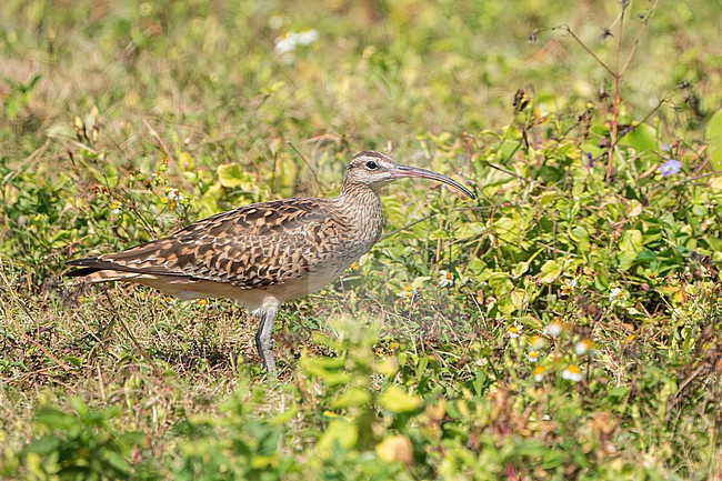 Adult
Kahuku, Oahu, HI
March 2022 stock-image by Agami/Brian E Small,