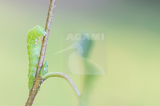 Laothoe populi - Poplar Hawk-moth - Pappelschwärmer, Germany (Baden-Württemberg), caterpillar stock-image by Agami/Ralph Martin,