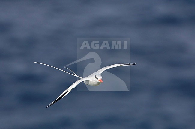 Roodsnavelkeerkringvogel in vlucht Tobago, Red-billed Tropicbird in flight Tobago stock-image by Agami/Wil Leurs,