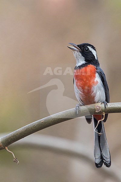 Red-breasted Chat (Granatellus venustus) in mexico stock-image by Agami/Dubi Shapiro,