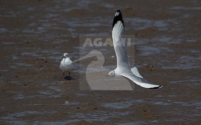 Brown-headed Gull (Chroicocephalus brunnicephalus) adult in transitional plumage in flight showing upper wing at Bang Poo, Thailand stock-image by Agami/Helge Sorensen,