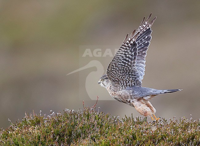 Male Merlin (Falco columbarius) taking off from the ground in a highland moorland on the Shetland Islands in Scotland. stock-image by Agami/Markus Varesvuo,