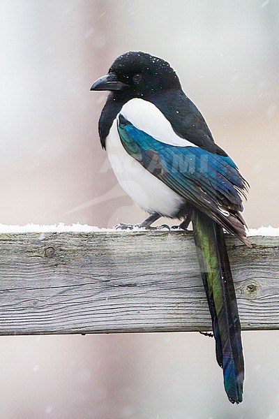 Eurasian Magpie (Pica pica) perched on garden fence during  snowfall stock-image by Agami/Menno van Duijn,