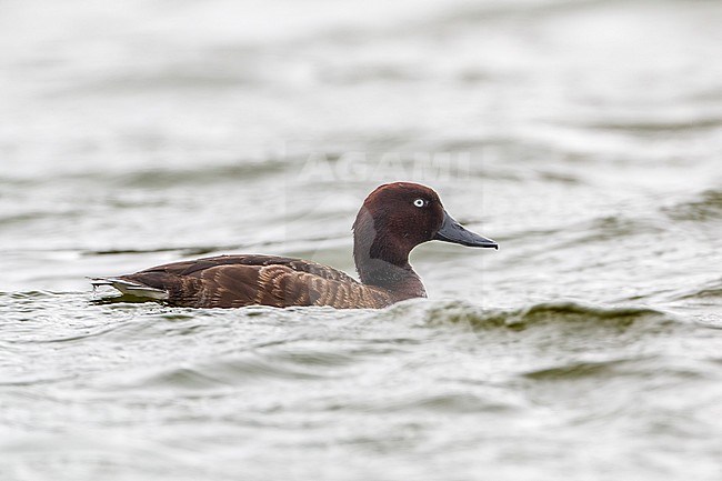Madagascar Pochard (Aythya innotata). Adult Male swimming in Red Lake, Madagascar, Africa. stock-image by Agami/Rafael Armada,