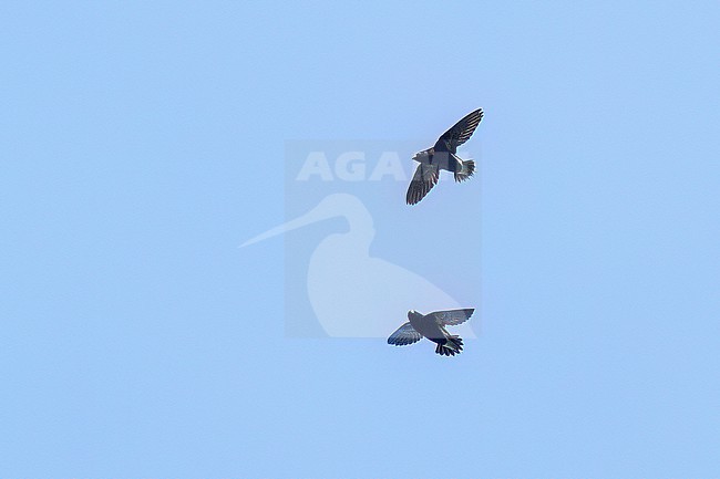 Purple Needletail (Hirundapus celebensis) soaring above the forest in the Philippines stock-image by Agami/Dubi Shapiro,