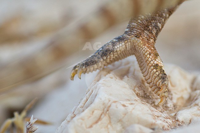 Detail of Arabian chameleon (Chamaeleo arabicus), Oman stock-image by Agami/Ralph Martin,