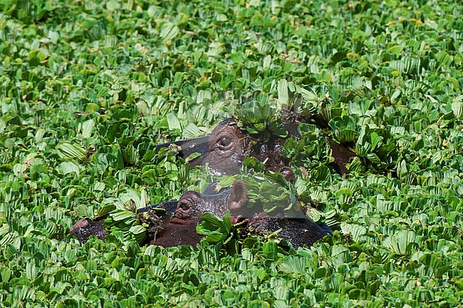 Two hippopotamuses, Hippopotamus amphibius, in a water pool filled with aquatic plants. Masai Mara National Reserve, Kenya. stock-image by Agami/Sergio Pitamitz,