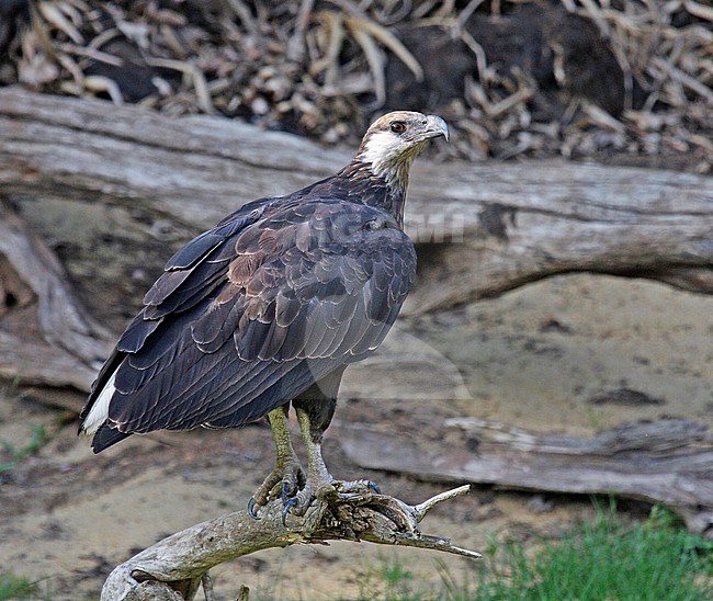 Critically Endangered Madagascan fish eagle (Haliaeetus vociferoides), also known as Madagascar sea-eagle, perched on northern coast of Madagascar. Seen from the side. stock-image by Agami/Pete Morris,