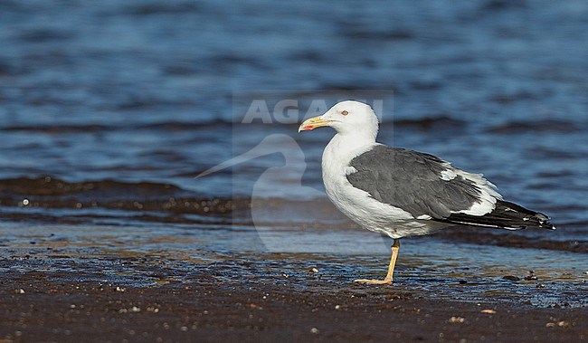 Yellow-footed Gull (Larus livens) adult perched near water stock-image by Agami/Ian Davies,