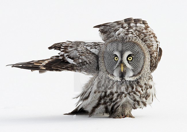 Laplanduil jagend boven besneeuwde grond; Great Grey Owl hunting above ground with snow stock-image by Agami/Markus Varesvuo,