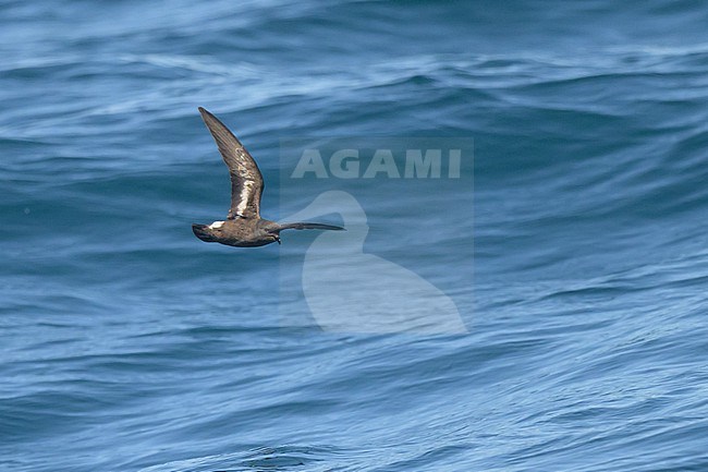 European Storm-Petrel (Hydrobates pelagicus) flying, with the sea as background. stock-image by Agami/Sylvain Reyt,