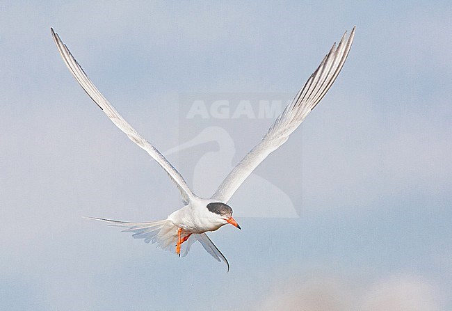 Adult Common Tern (Sterna hirundo) flying over saltpans near Skala Kalloni on the island of Lesvos, Greece. stock-image by Agami/Marc Guyt,