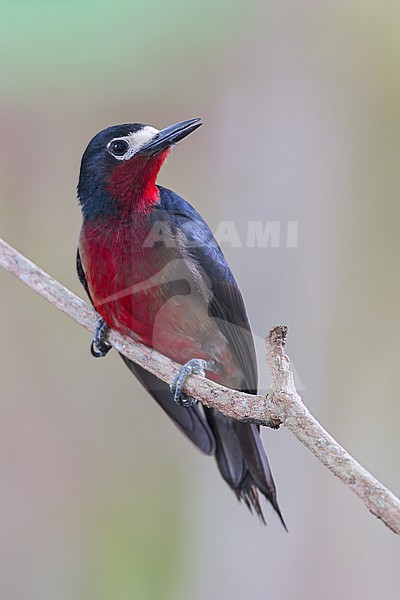 Puerto Rican Woodpecker (Melanerpes portoricensis) Perched on a branch in Puerto Rico stock-image by Agami/Dubi Shapiro,